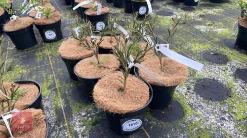 6 CALLISTEMA RIGIDUS SHRUBS