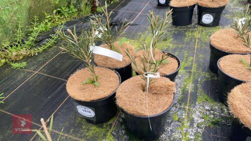 4 CALLISTEMA RIGIDUS SHRUBS