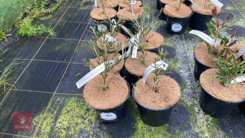 6 CALLISTEMA RIGIDUS SHRUBS