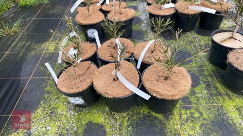 6 CALLISTEMA RIGIDUS SHRUBS