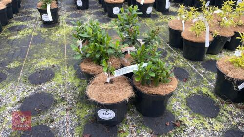 6 ESCALLONIA 'RED KNIGHT'