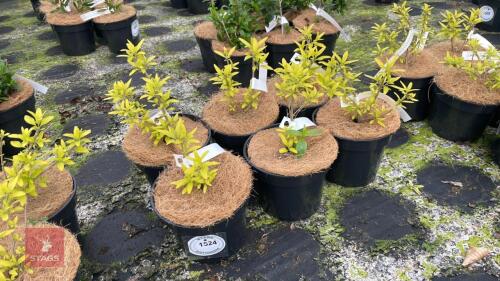 6 CARYOPTERIS X CLANDONENSIS