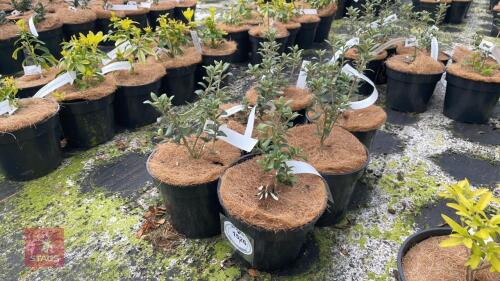 6 OLEARIA X LAASTII SHRUBS