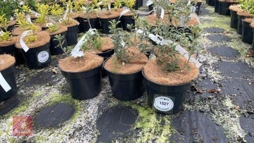 6 OLEARIA X LAASTII SHRUBS