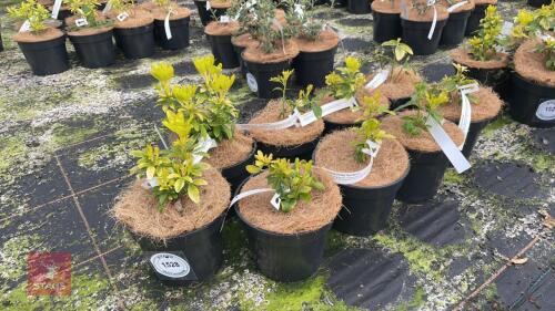 9 CHOISYA TERNATA 'SUNDANCE'