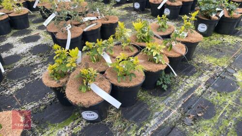 10 CHOISYA TERNATA 'SUNDANCE'