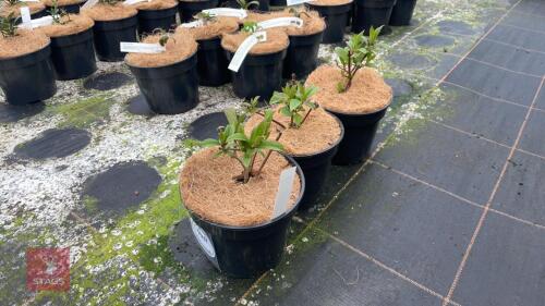 3 VIBURNUM X BODNANTENSE DAWN