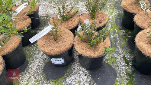 4 MYRTUS COMMUNIS TARENTINA MICROPHYLLA