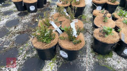 5 MYRTUS COMMUNIS TARENTINA MICROPHYLLA