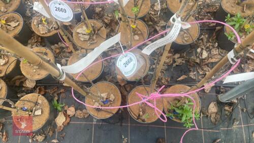 3 APPLE TREES 'JAMES GRIEVE'