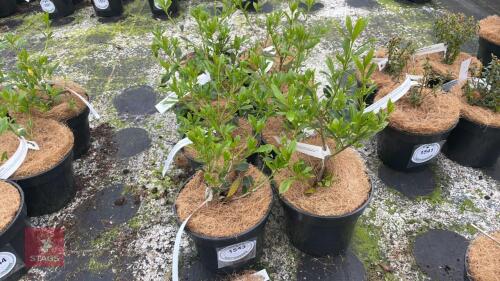 8 PITTOSPORUM HETEROPHYLLUM SHRUBS