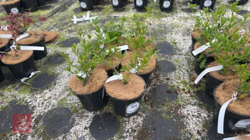 6 PITTOSPORUM HETEROPHYLLUM SHRUBS