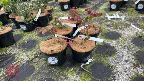 5 LOROPETALUM CHINENSIS 'TANG DYNASTY'