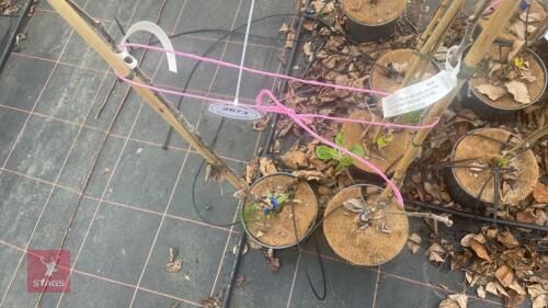 2 APPLE TREES 'JAMES GRIEVE'