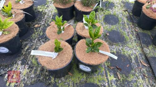 4 AUCUBA JAPONICA 'ROZANNIE'