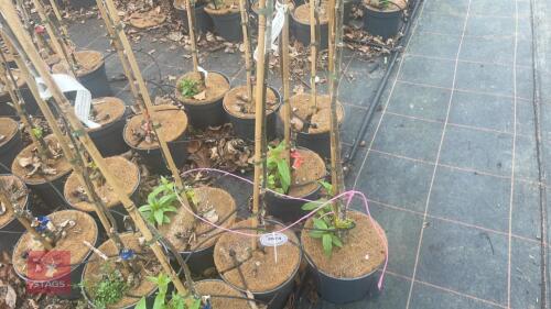 3 APPLE TREES 'LORD DERBY'