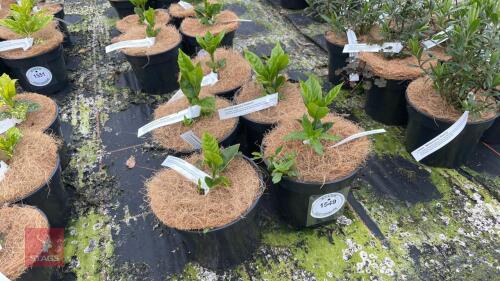 5 AUCUBA JAPONICA 'ROZANNIE'