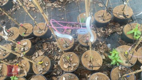 2 APPLE TREES 'LORD DERBY'
