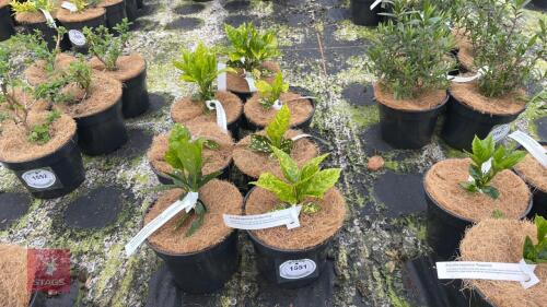 7 AUCUBA JAPONICA 'GOLDEN KING'