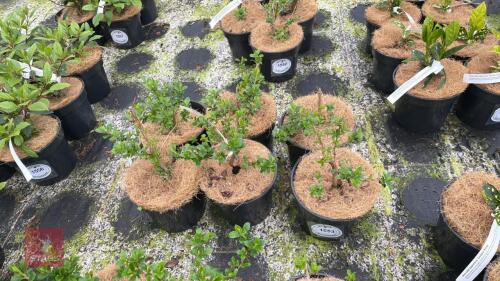 6 ESCALLONIA DONARD SEEDLING SHRUBS