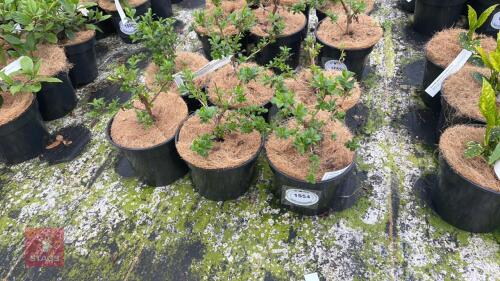 6 ESCALLONIA DONARD SEEDLING SHRUBS