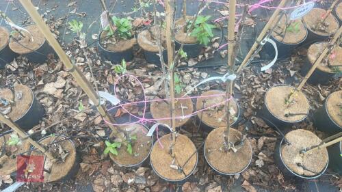 3 APPLE TREES 'KATY'