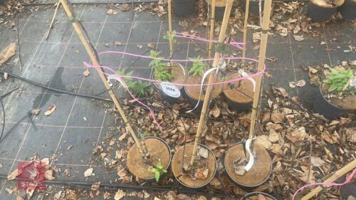 3 APPLE TREES 'LANES PRINCE ALBERT'