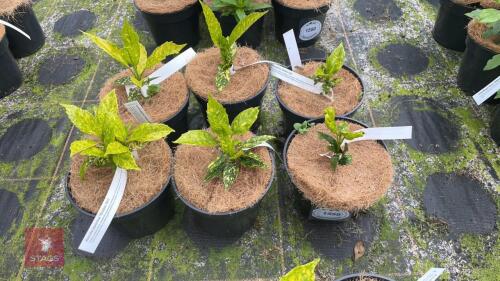 6 AUCUBA JAPONICA 'GOLDSTRIKE'