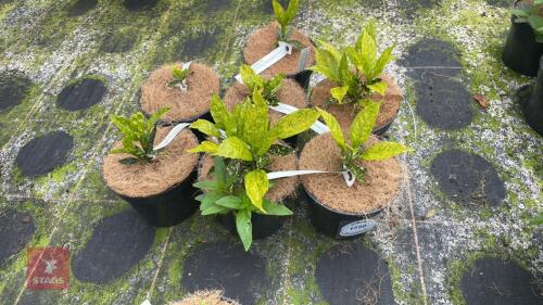 7 AUCUBA JAPONICA 'GOLDSTRIKE'
