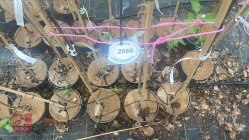 3 APPLE TREES 'KIDDS ORANGE RED'