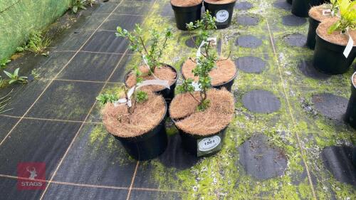 4 ESCALLONIA 'APPLE BLOSSOM'