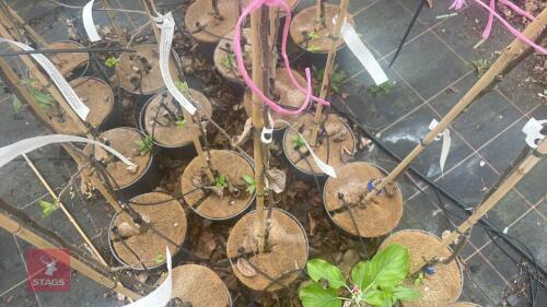 1 APPLE TREES 'KIDDS ORANGE RED'