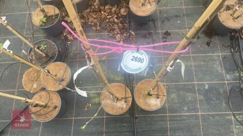 2 APPLE TREES 'KIDDS ORANGE RED'
