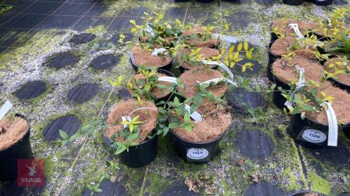 8 VINCA MAJOR 'WOJOS GEM'