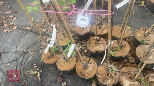 3 APPLE TREES 'ORLEANS REINETTE'