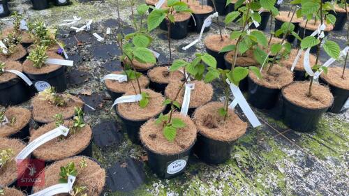 7 DAVIDII INVOIUCRATA SHRUBS