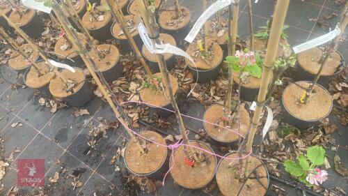 3 APPLE TREES 'RED WINDSOR'