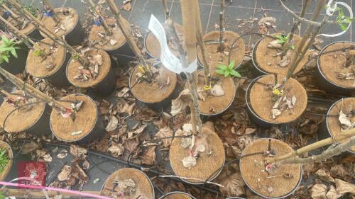 1 APPLE TREE 'LORD LAMBOURNE'