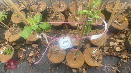 3 APPLE TREES 'RED WINDSOR'