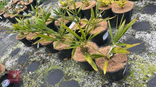 6 TRACHYCARPUS FORTUNEI PALM