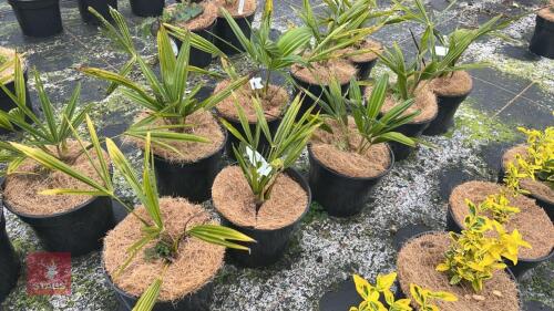 6 TRACHYCARPUS FORTUNEI PALM