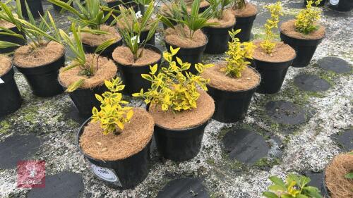 5 EUONYMUS FORTUNEI 'EMERALD N' GOLD'