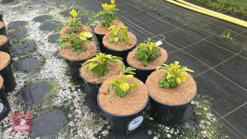 8 CHOISYA TERNATA 'SUNDANCE' SHRUBS