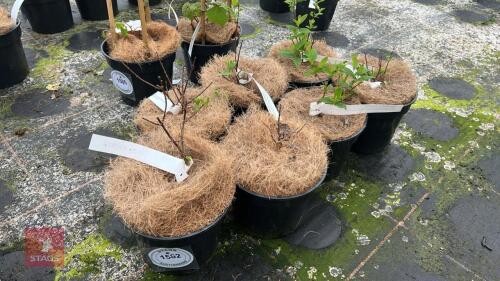 7 PHILADELPHUS 'SNOWBELLE' SHRUBS