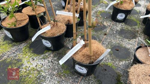 1 ACTINIDIA DELICIOSA SHRUB