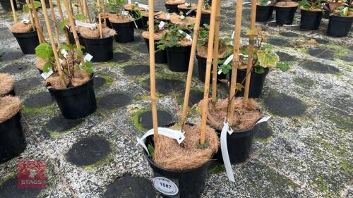 2 VITIS CORGNETIAE CLIMBERS