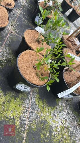 2 PITTOSPORUM HETEROPHYLLUM SHRUBS