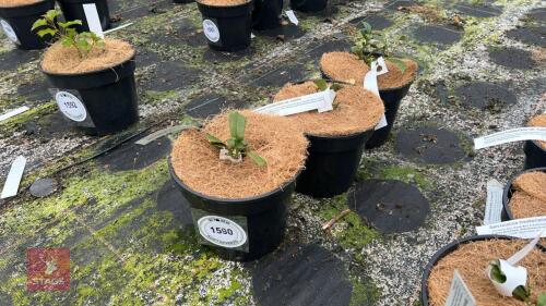 3 SARCOCCA HOOKERIANA HUMILLIS
