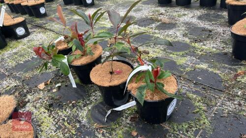 4 PHOTINIA X FRASERI CANIVILY SHRUB