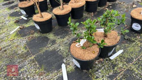 2 ESCALLONIA RUBRA 'CRIMSON SPIRE'